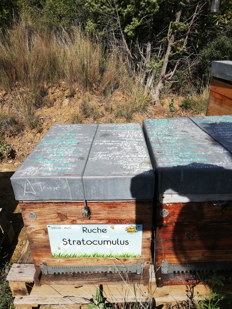La ruche Stratocumulus