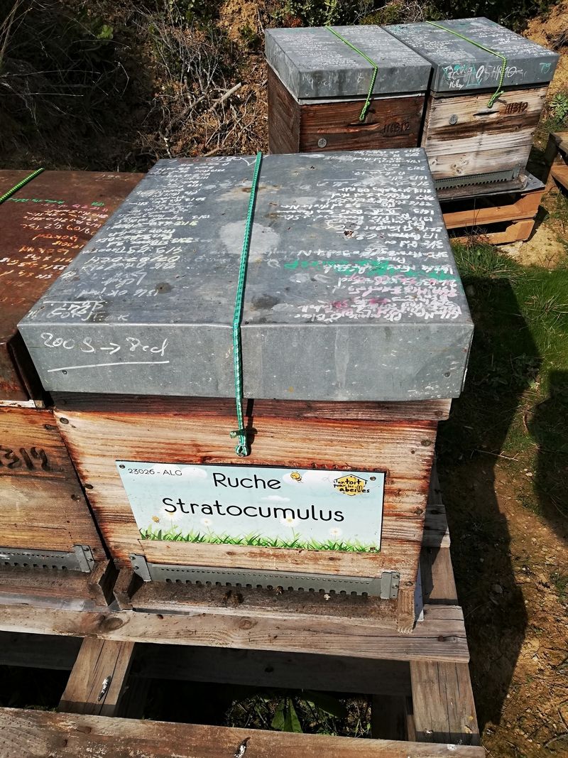 La ruche Stratocumulus