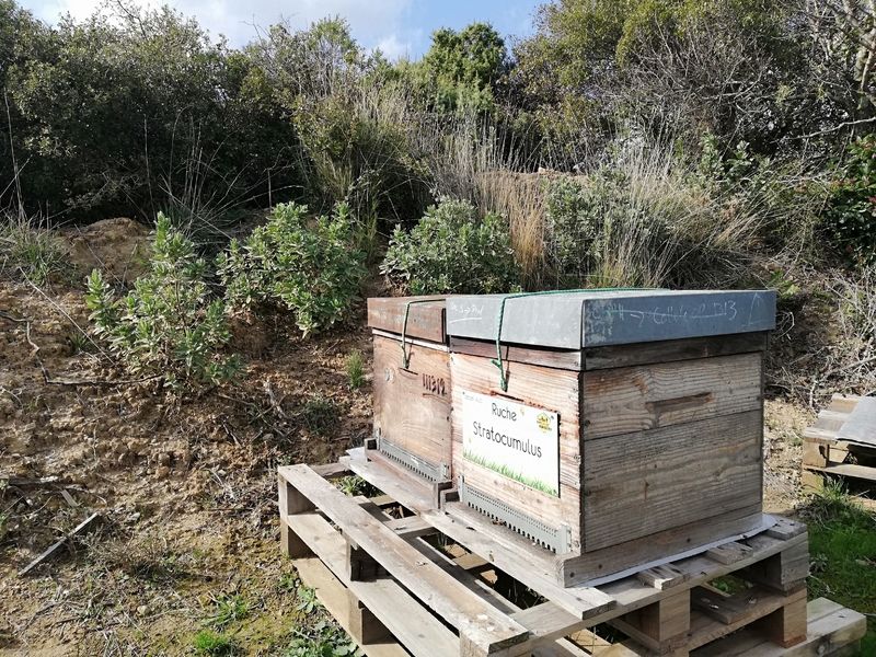 La ruche Stratocumulus