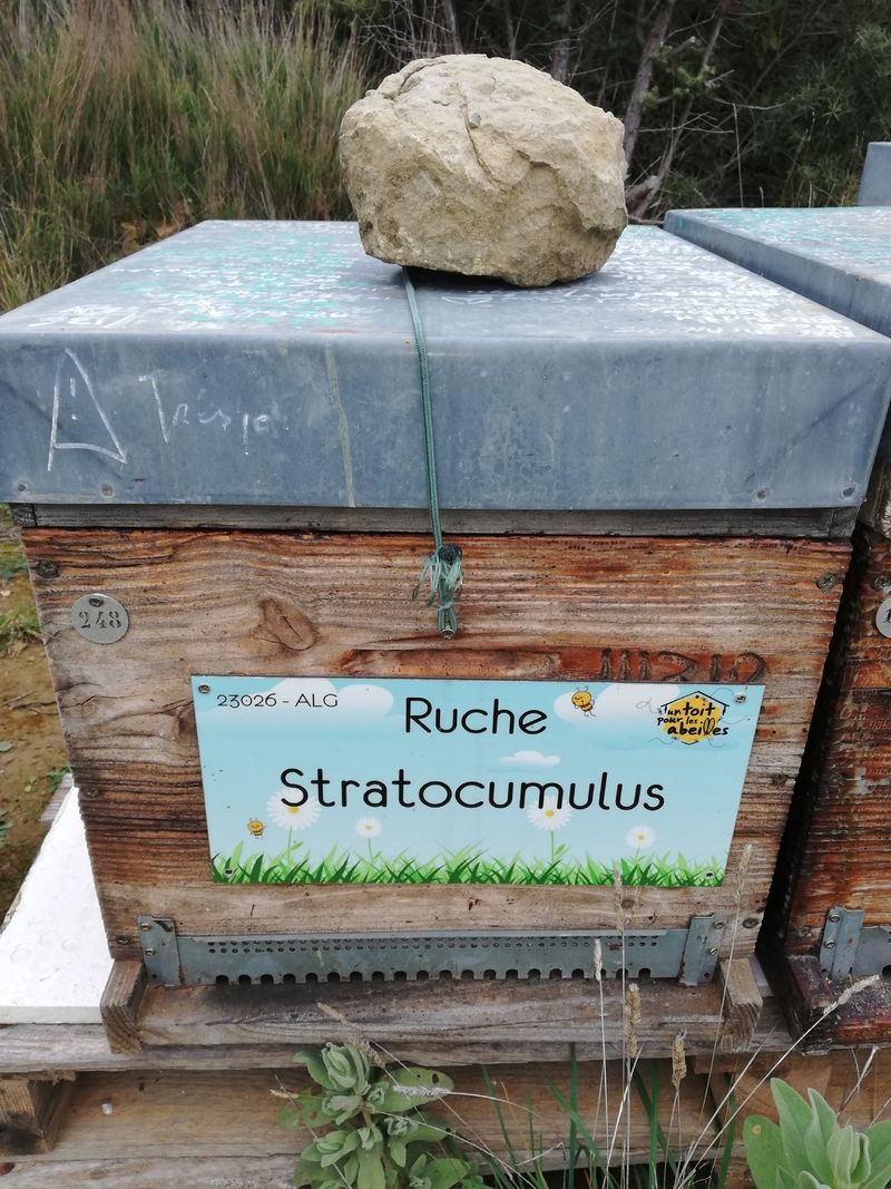 La ruche Stratocumulus