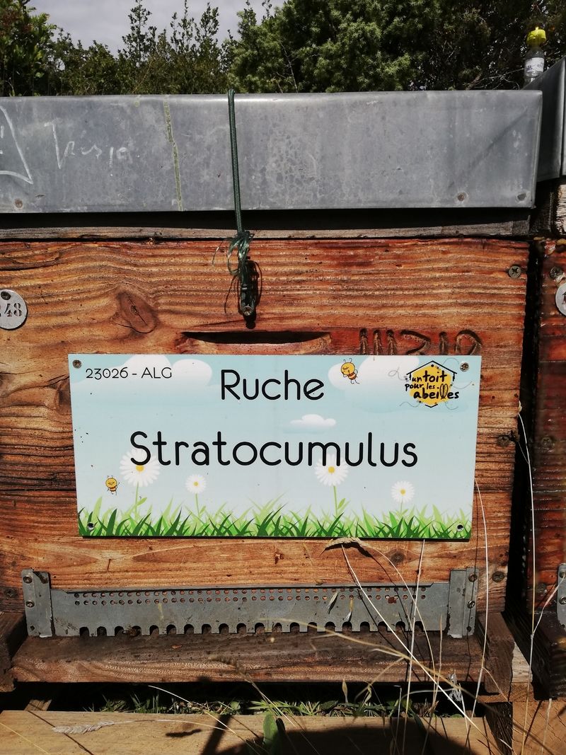 La ruche Stratocumulus