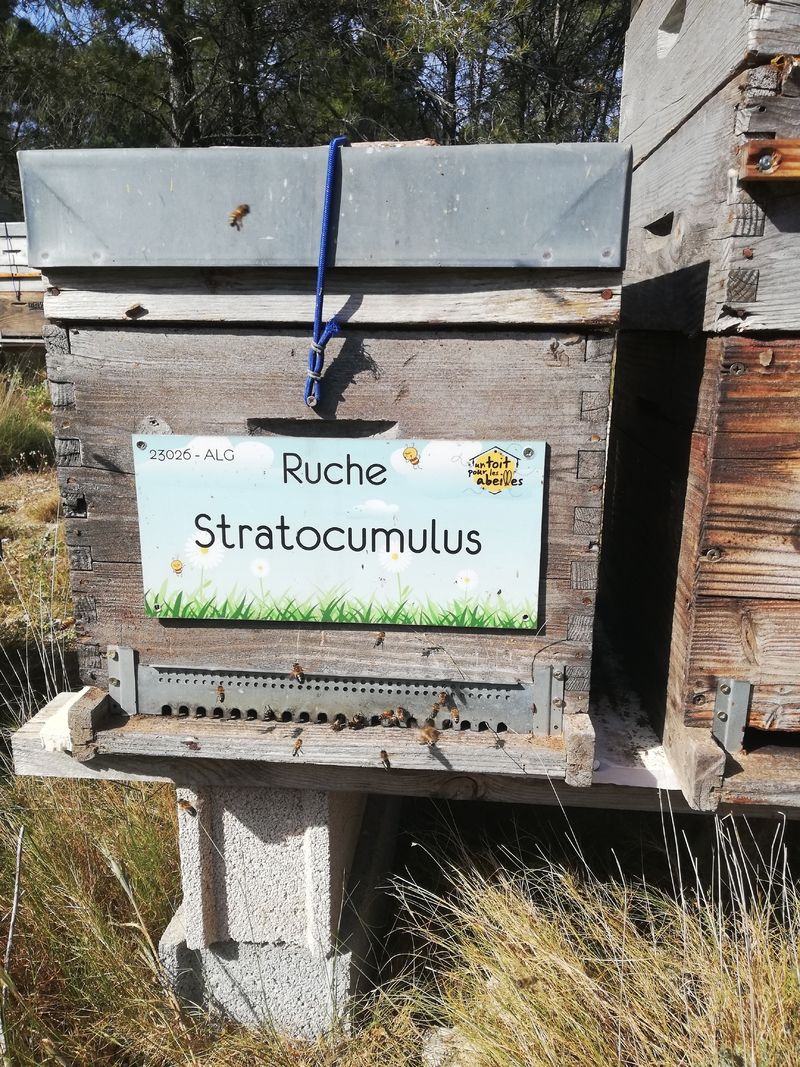 La ruche Stratocumulus