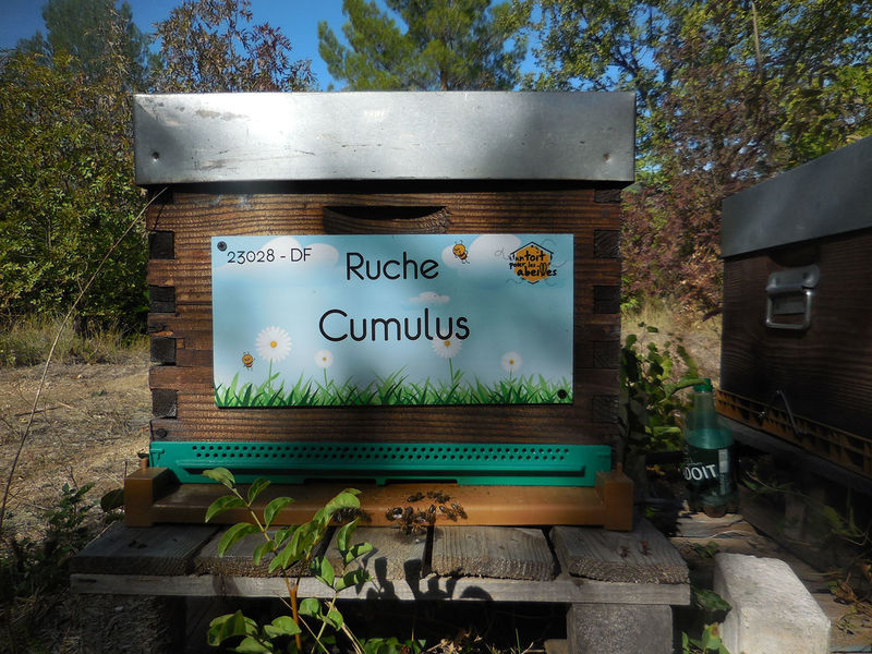 La ruche Cumulus