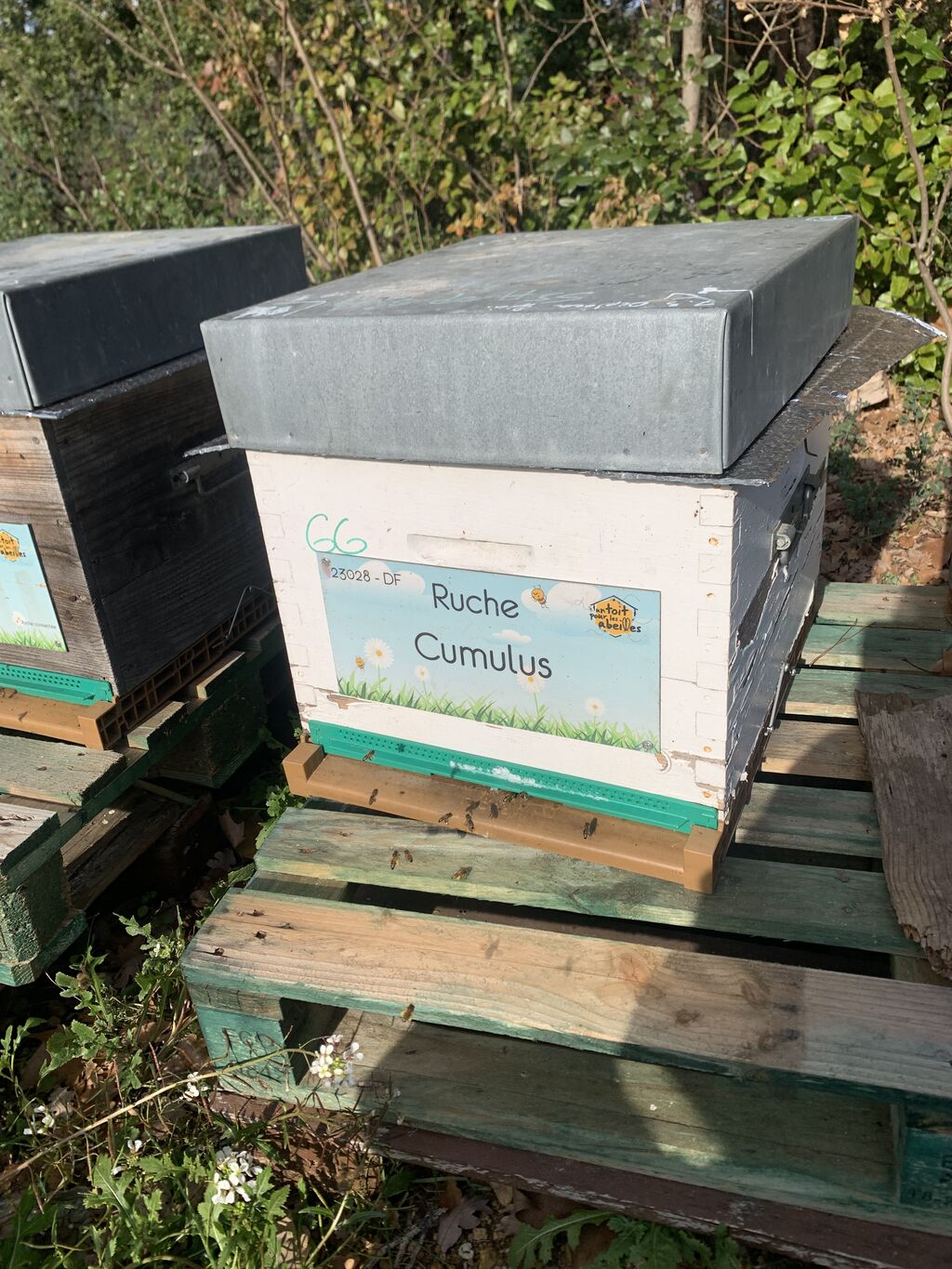 La ruche Cumulus