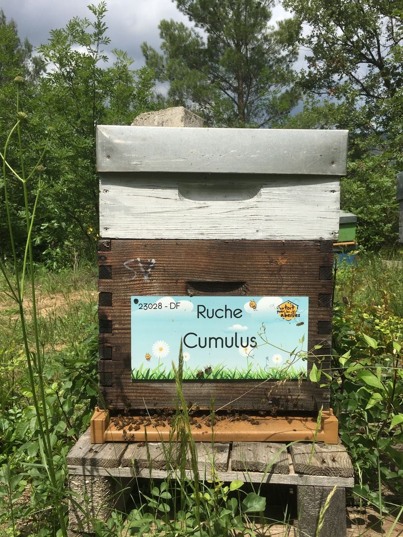 La ruche Cumulus