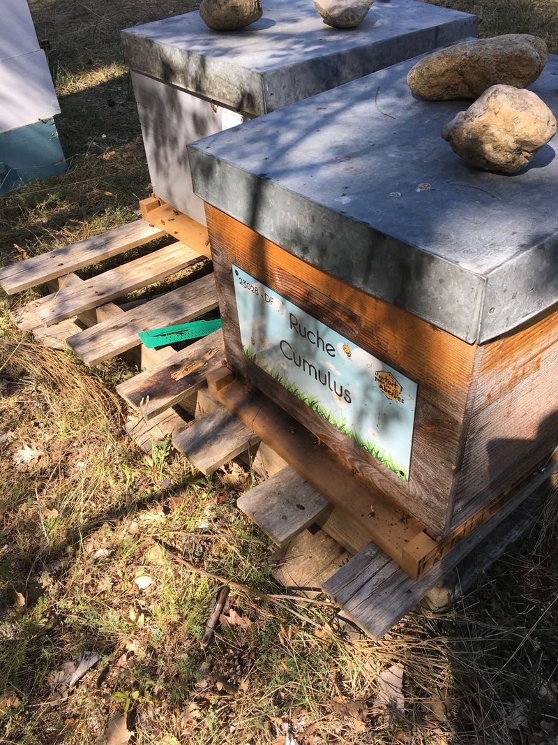 La ruche Cumulus