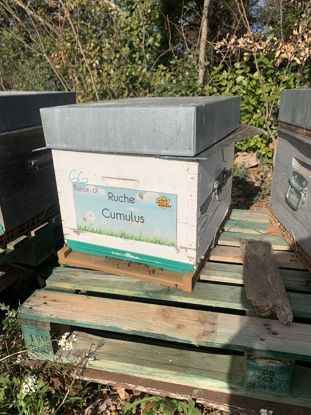 La ruche Cumulus