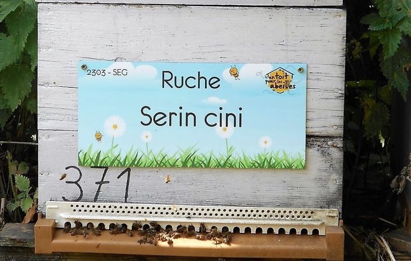 La ruche