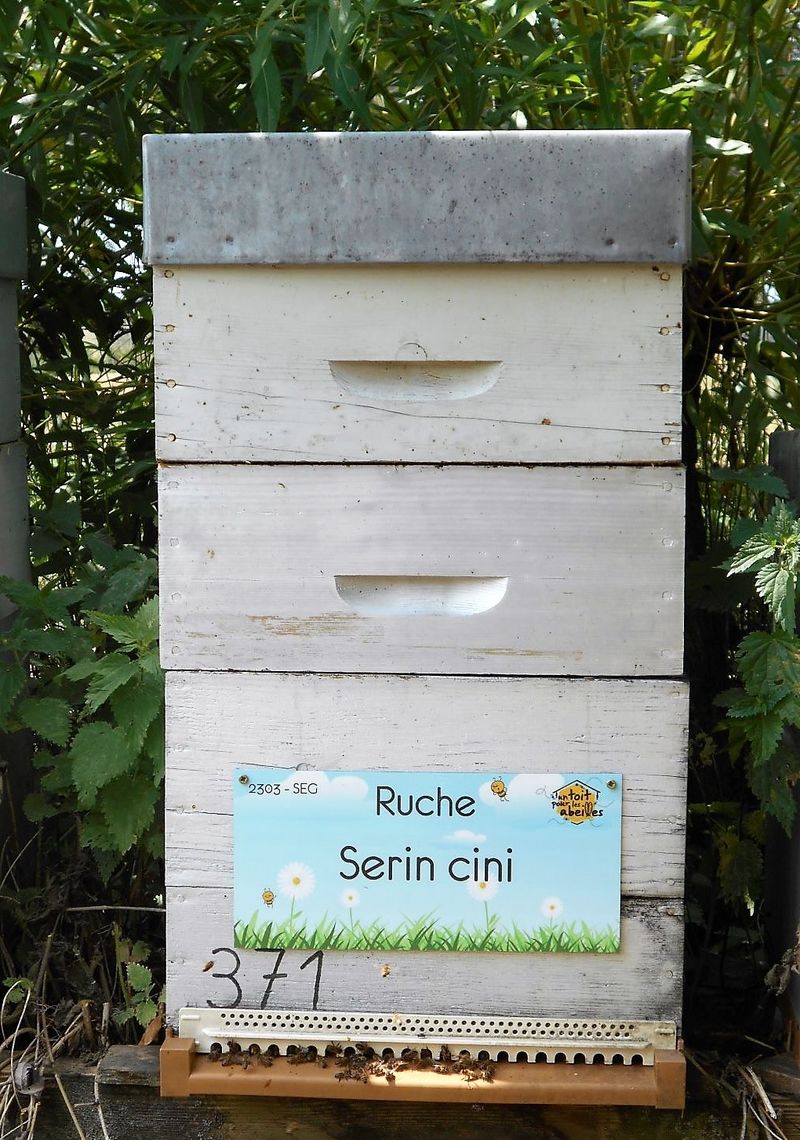 La ruche Serin cini