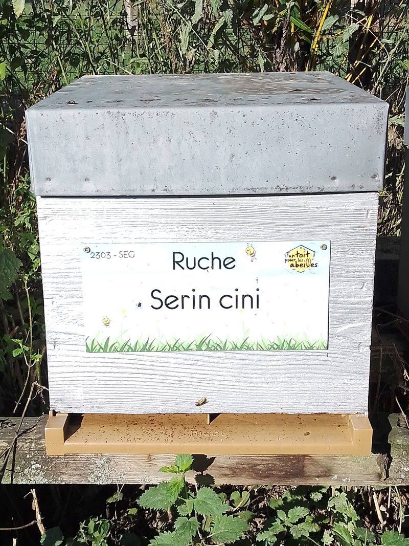 La ruche Serin cini
