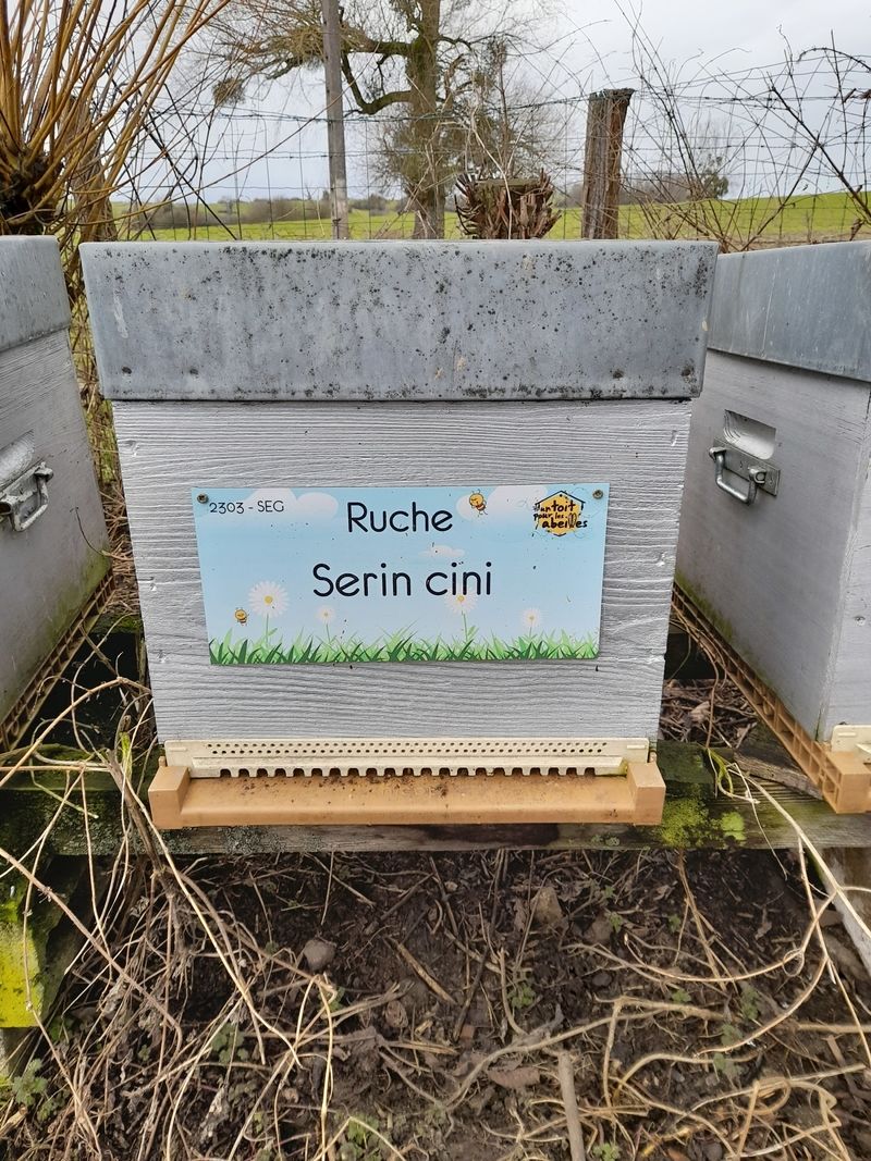 La ruche Serin cini