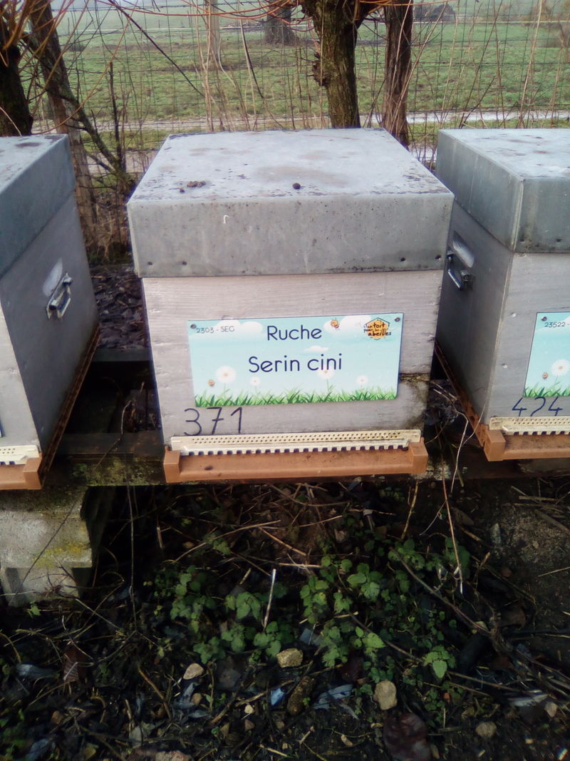 La ruche Serin cini
