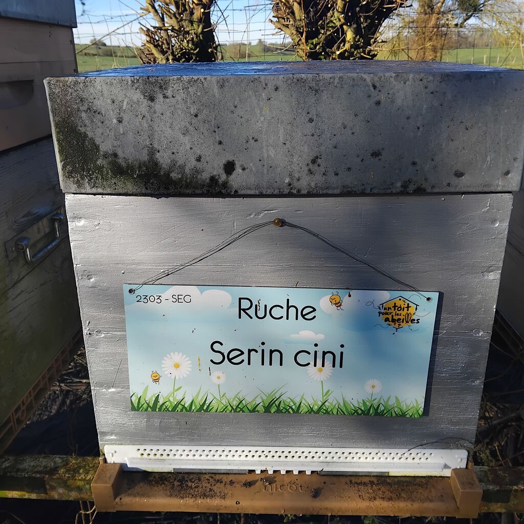 La ruche Serin cini