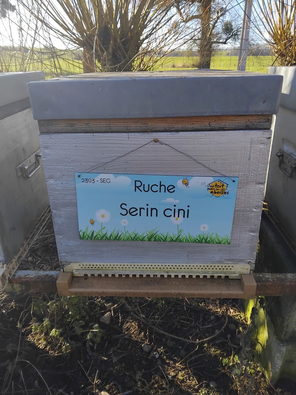 La ruche Serin cini