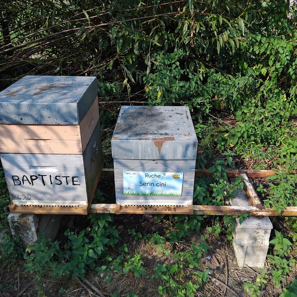 La ruche Serin cini