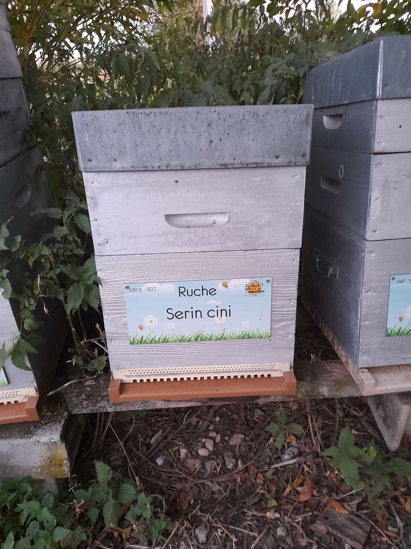 La ruche Serin cini