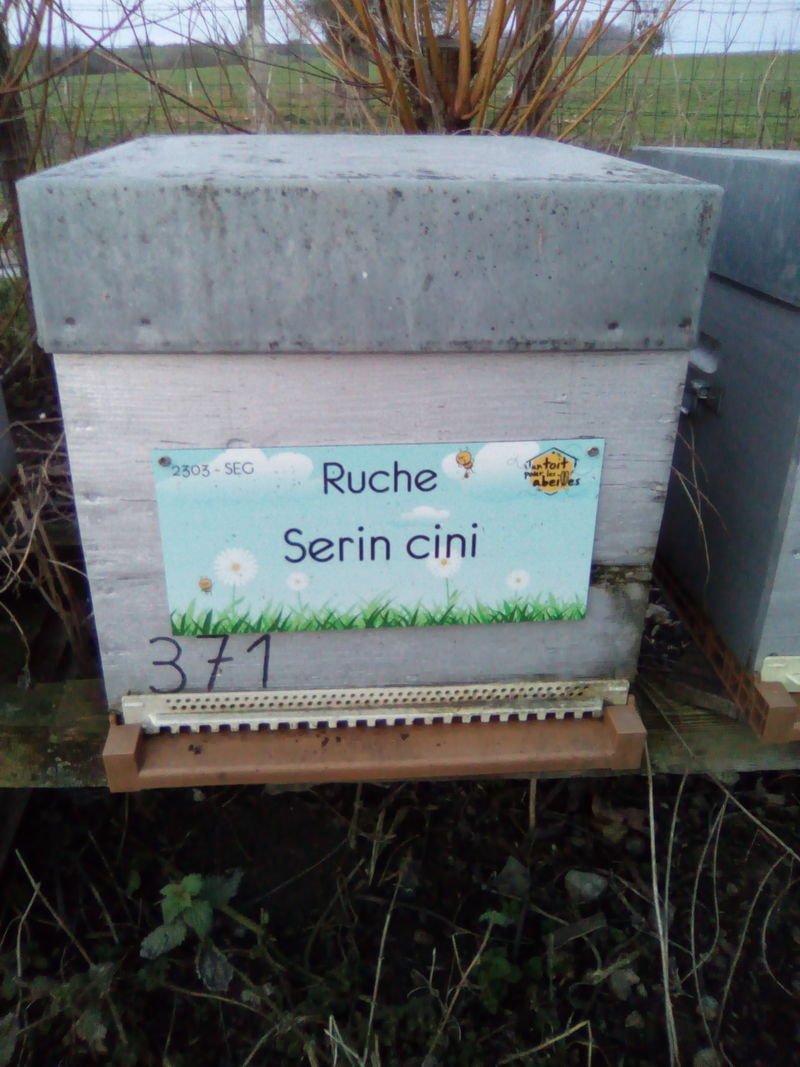 La ruche Serin cini
