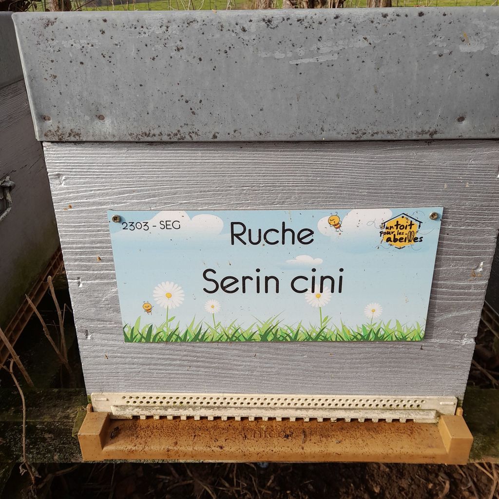 La ruche Serin cini