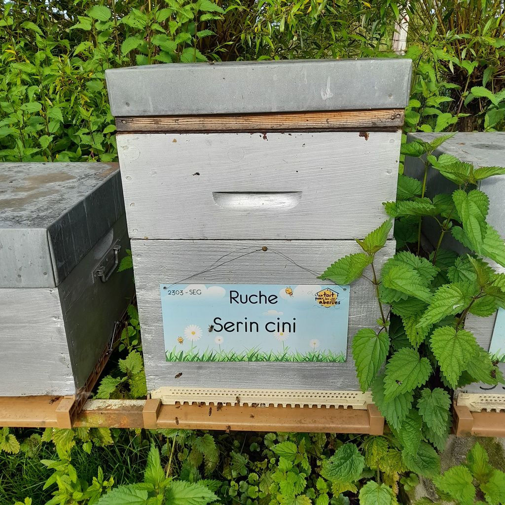 La ruche Serin cini