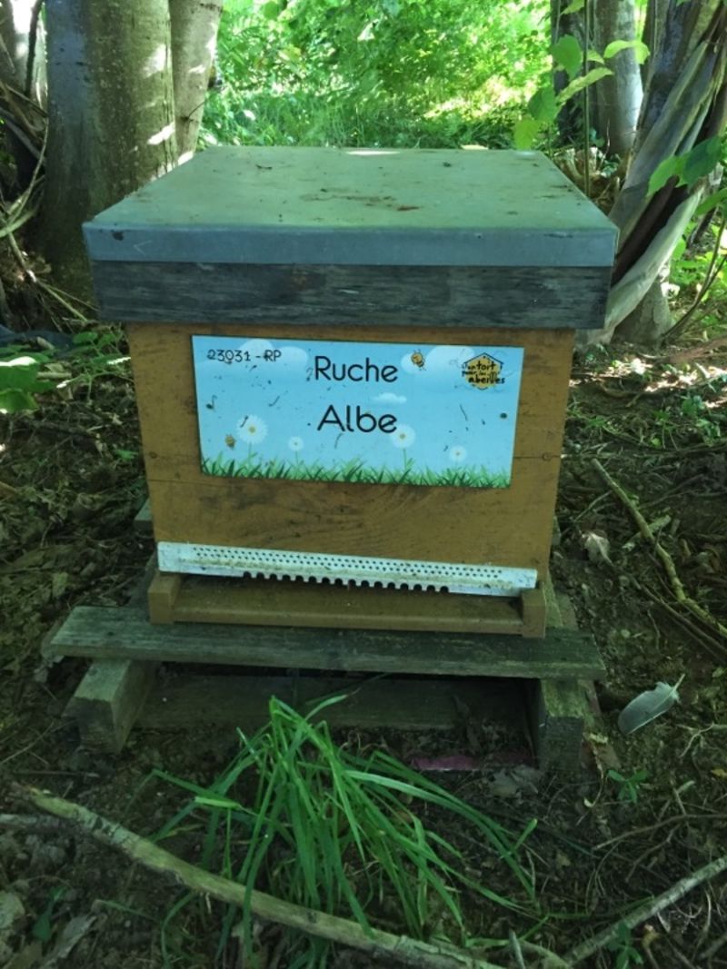 La ruche Albe