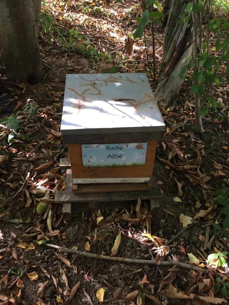 La ruche Albe