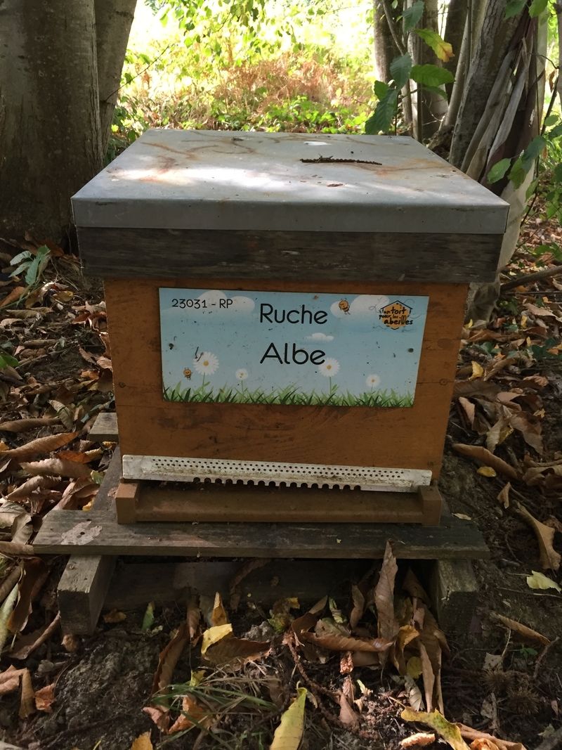 La ruche Albe