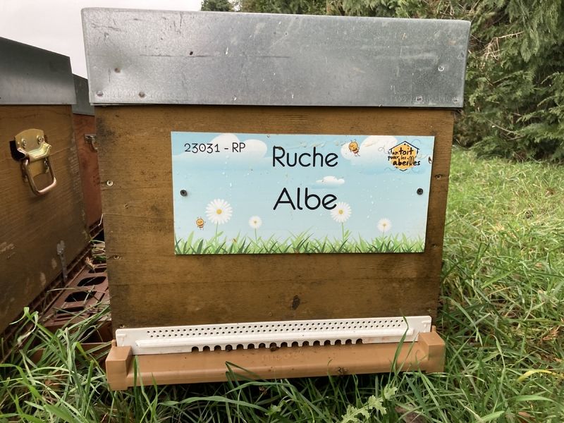 La ruche Albe