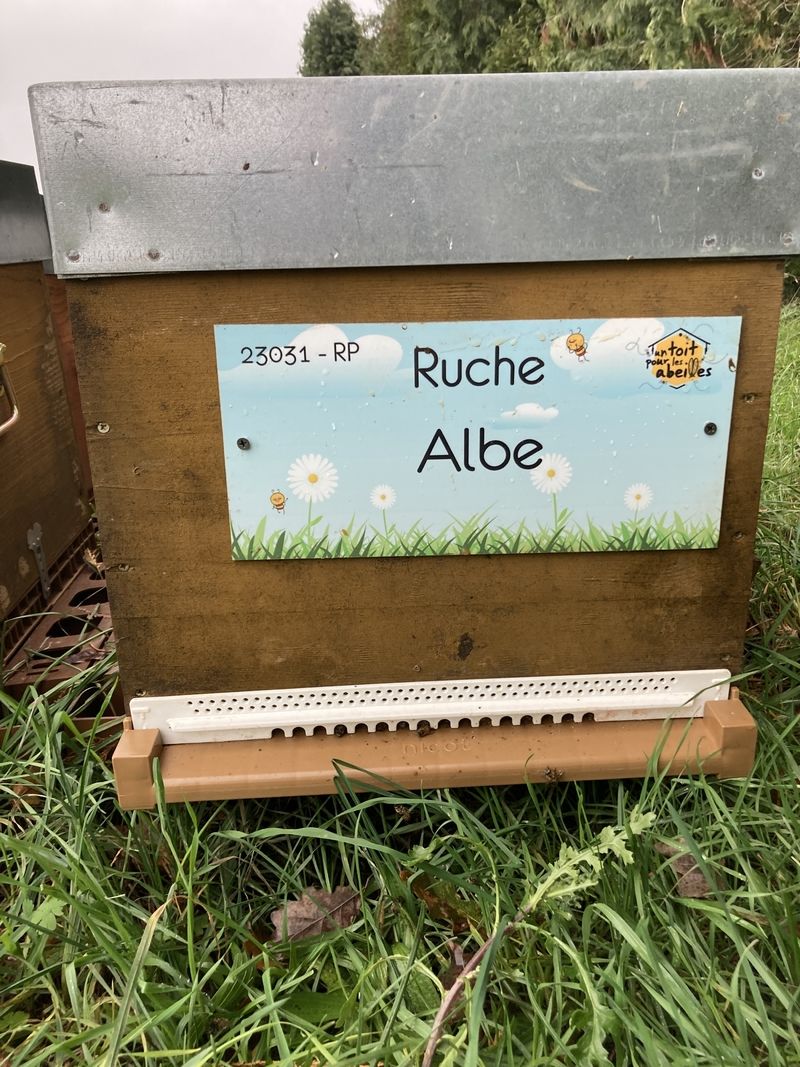 La ruche Albe