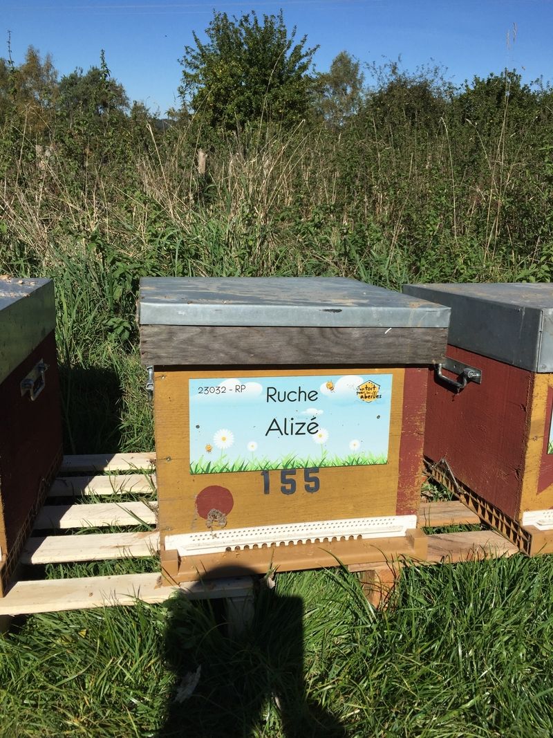 La ruche Alizé