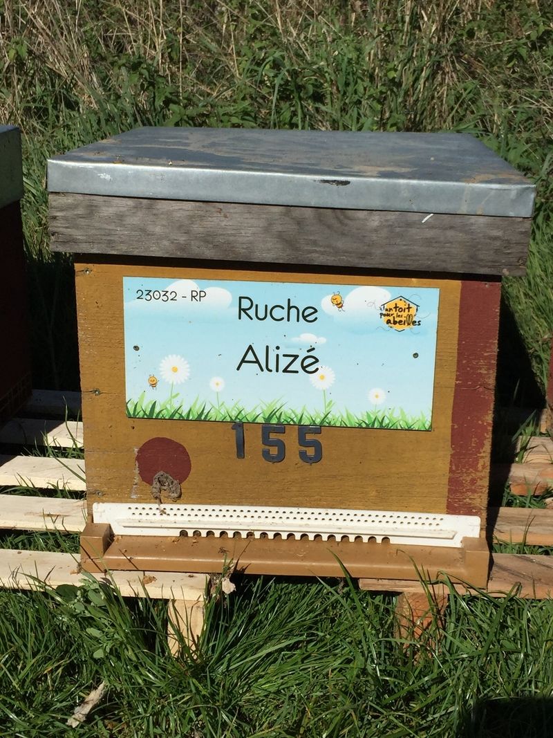 La ruche Alizé