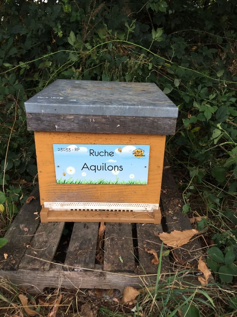 La ruche Aquilons