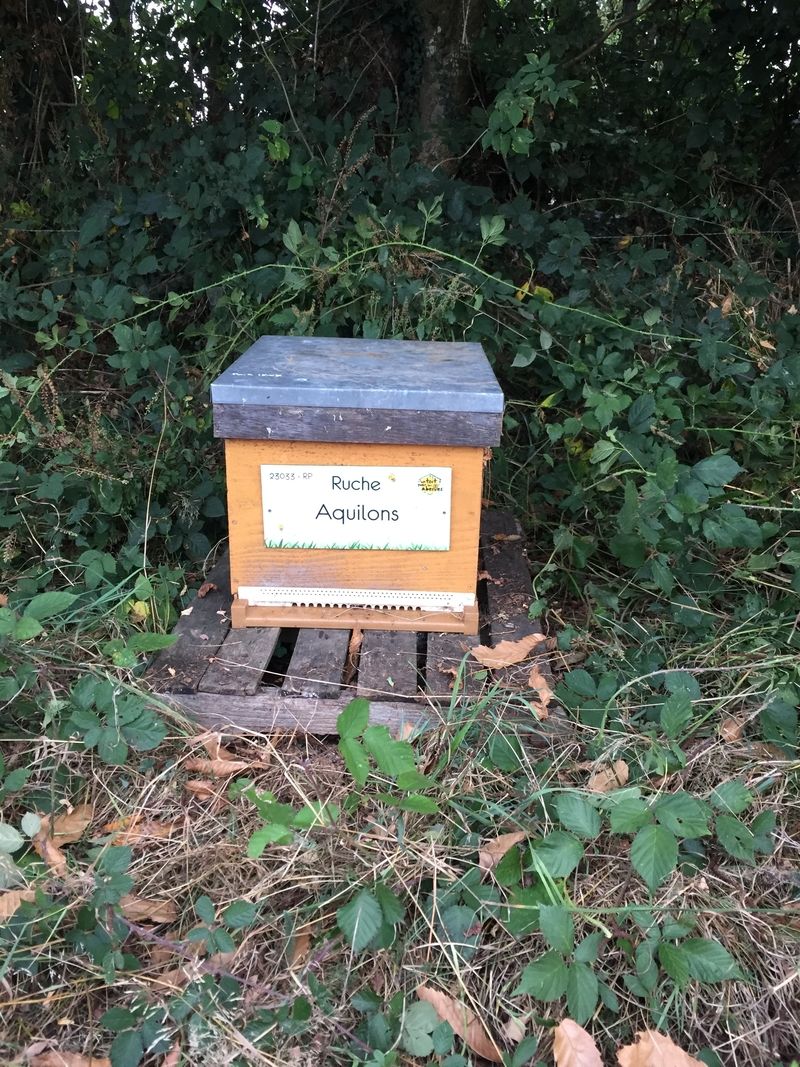 La ruche Aquilons