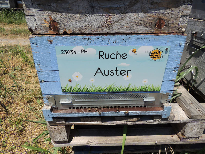 La ruche Auster