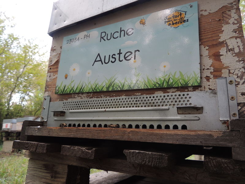 La ruche Auster