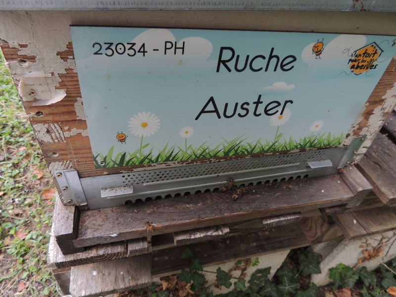 La ruche Auster