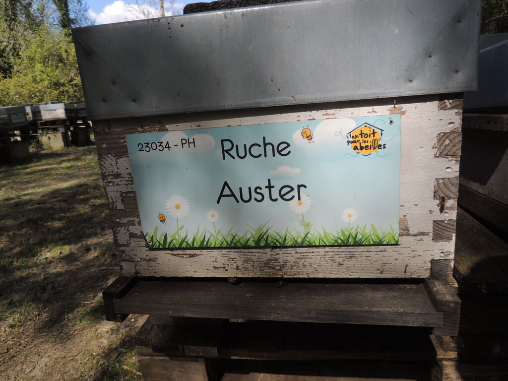 La ruche Auster