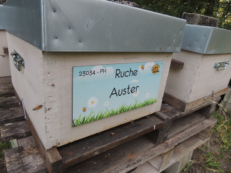 La ruche Auster