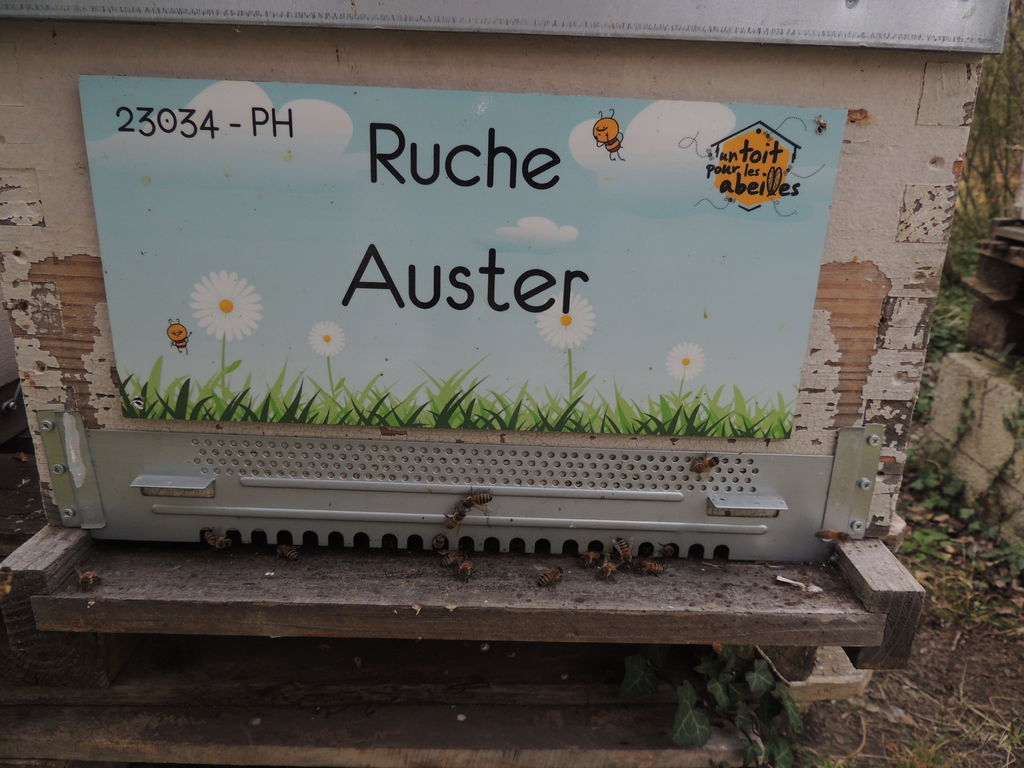 La ruche Auster