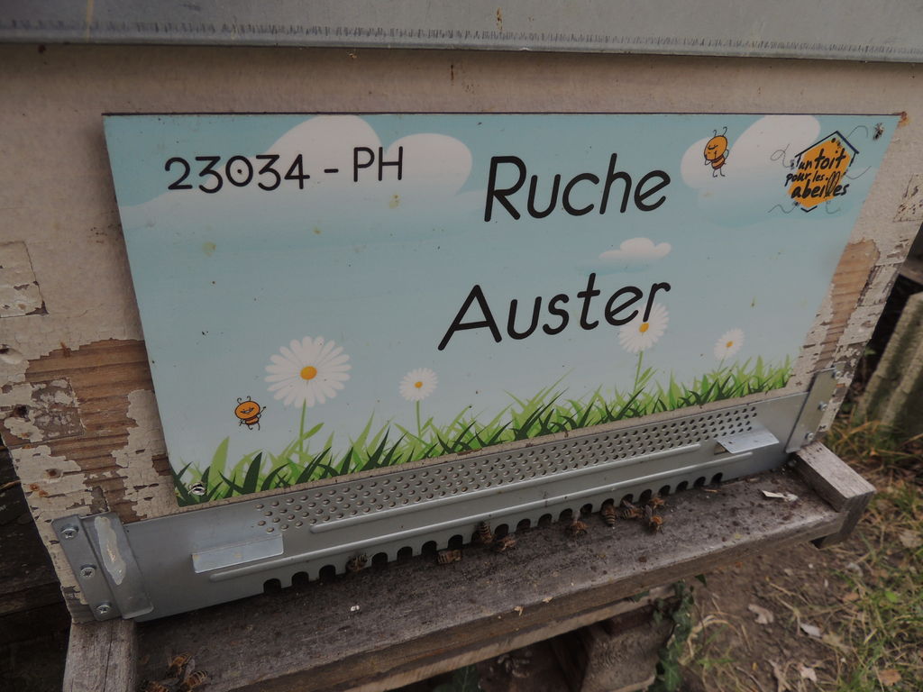 La ruche Auster