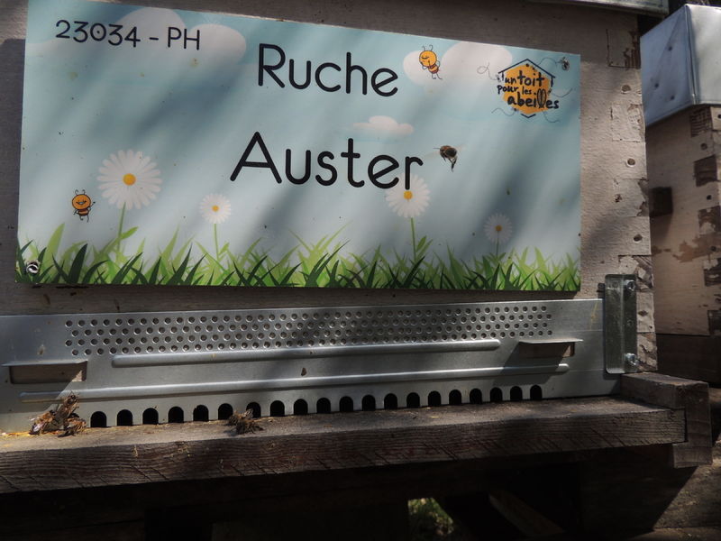 La ruche Auster