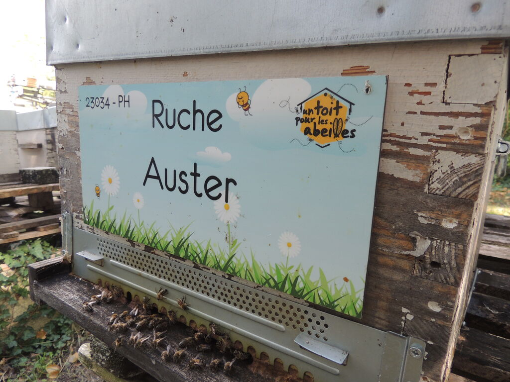 La ruche Auster