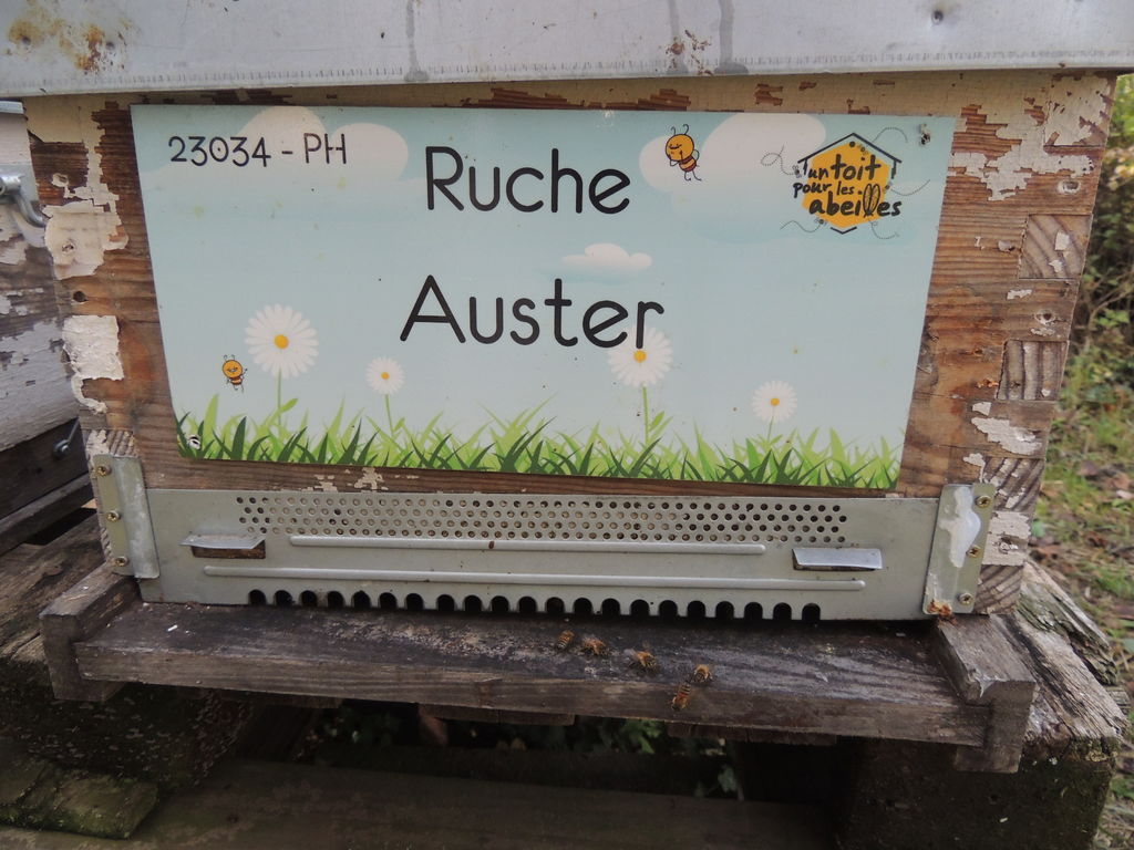 La ruche Auster