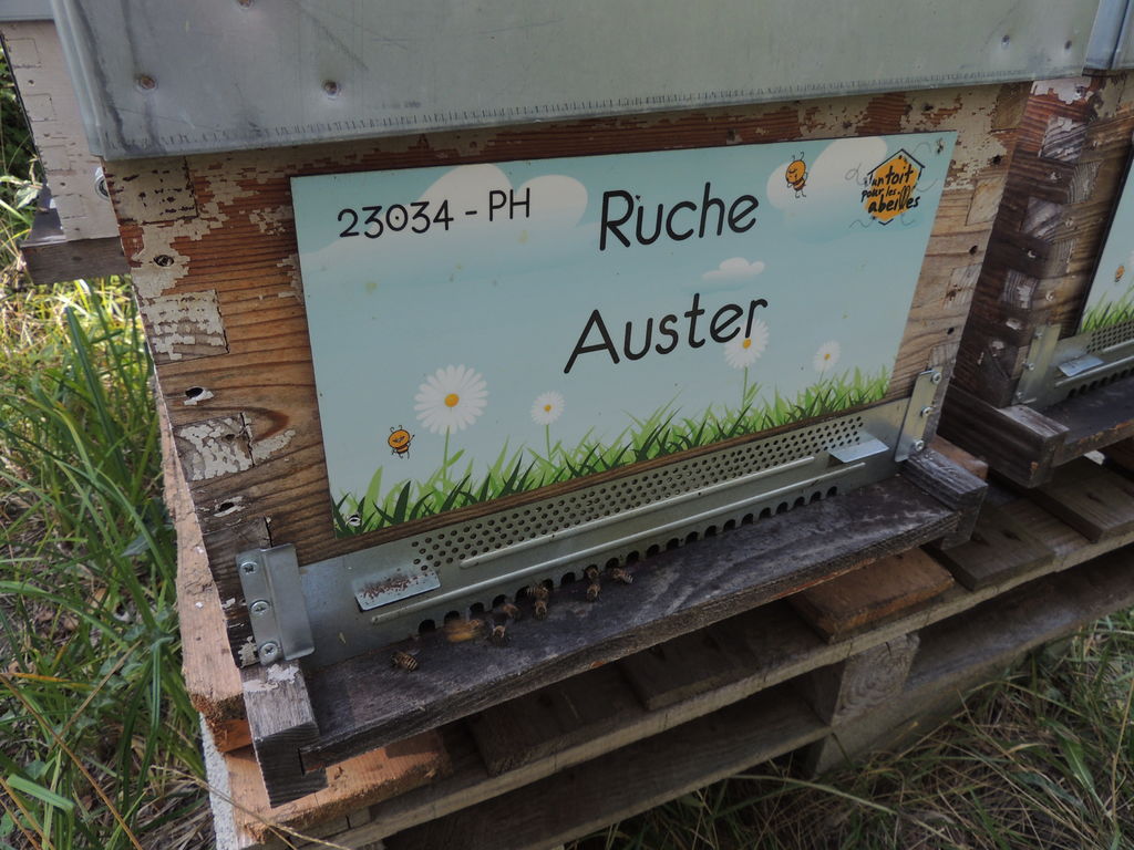 La ruche Auster