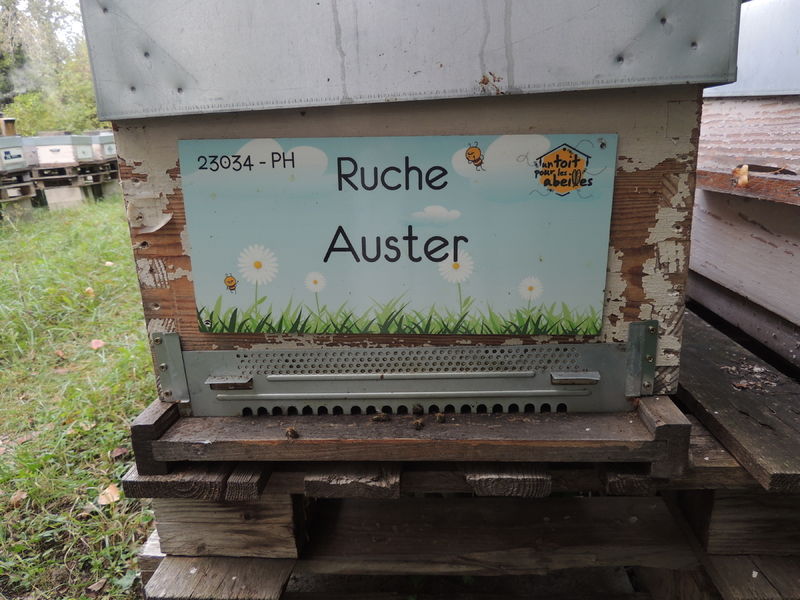 La ruche Auster