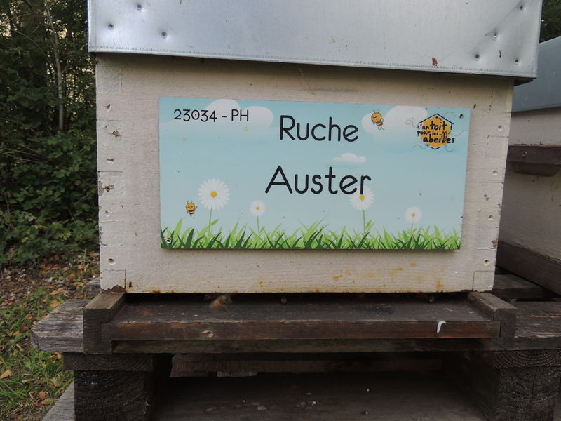 La ruche Auster