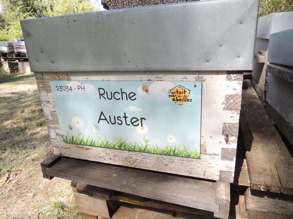 La ruche Auster