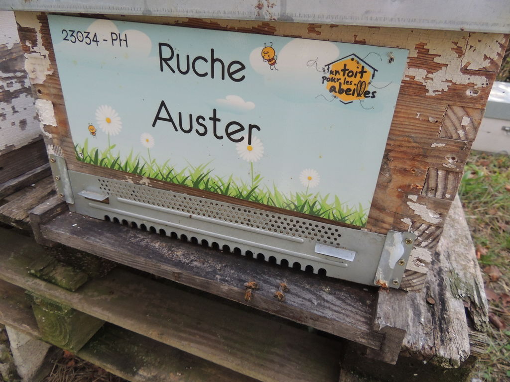 La ruche Auster