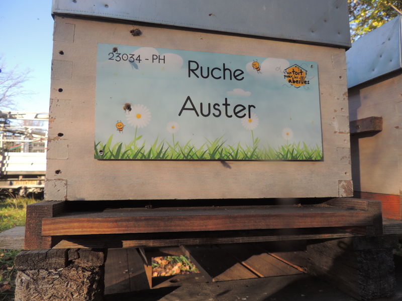 La ruche 