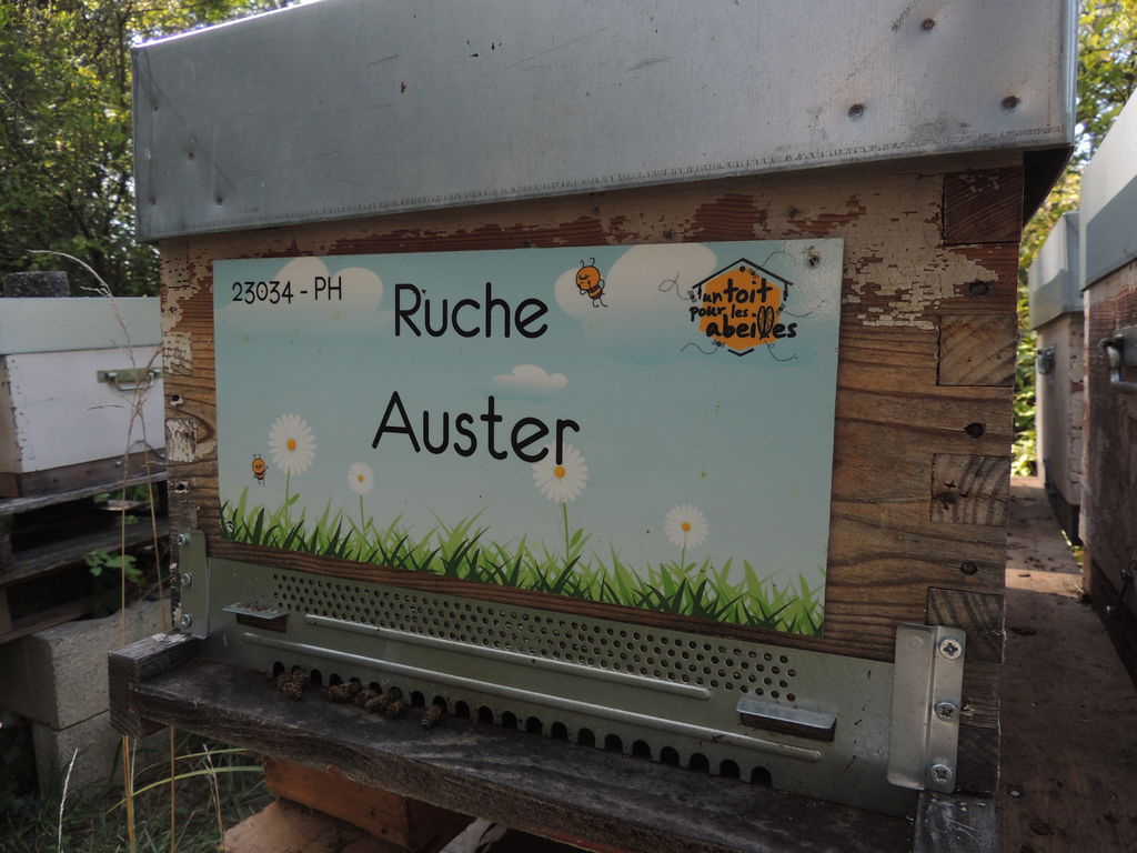 La ruche Auster