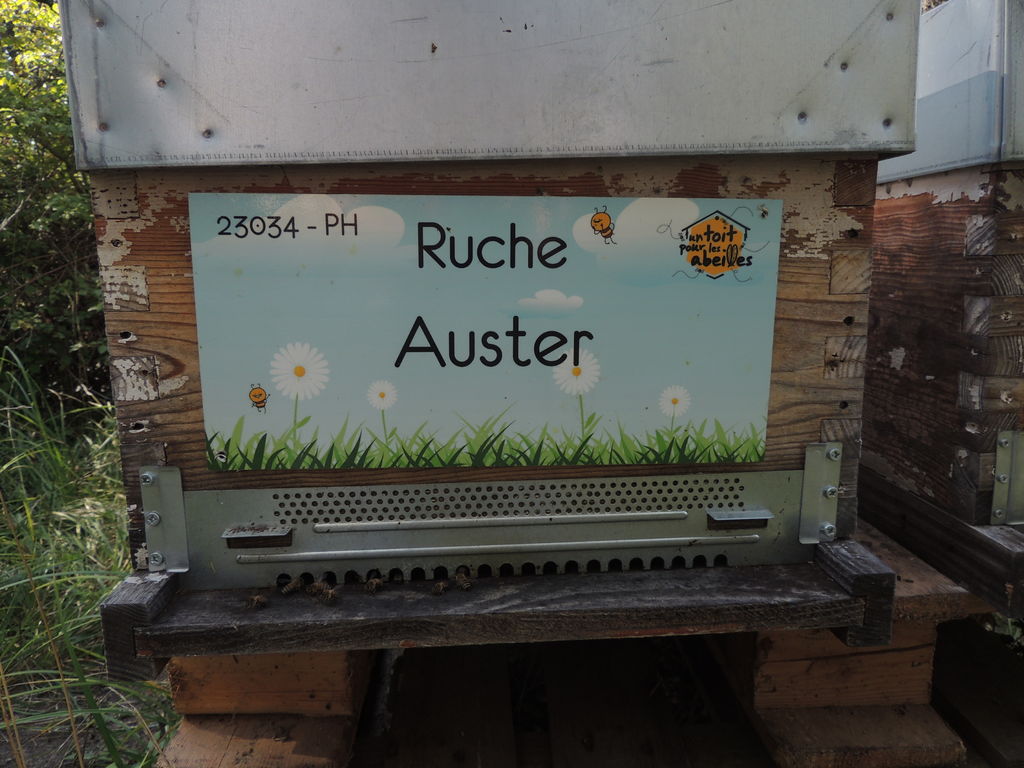 La ruche Auster